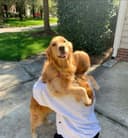 Shivya Mehra, Sydney