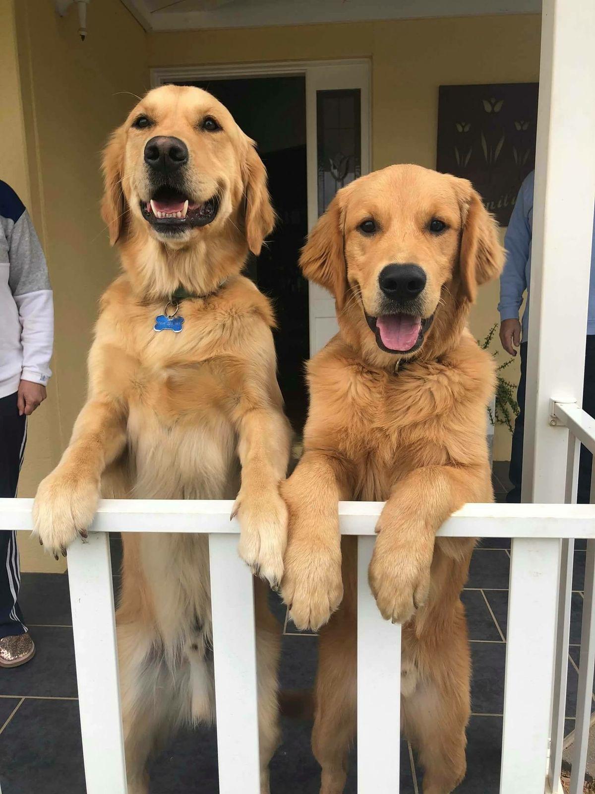 Mojo & Jojo Relocation